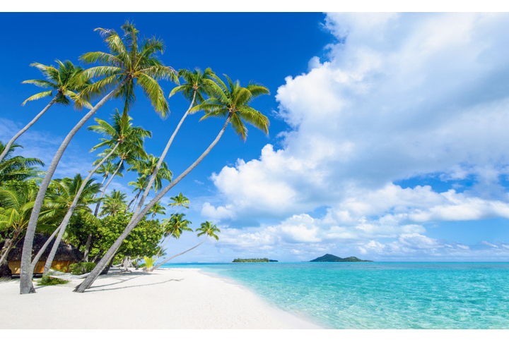 Фотообои «Пальмы у моря на тропическом острове»