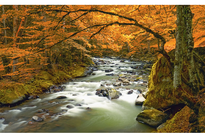 Фотообои «Река в осеннем лесу»