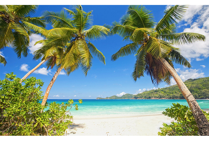 Фотообои «Морское побережье с пальмами»