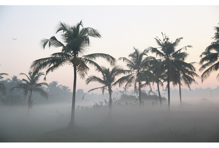 Фотообои «Тропический лес в туманной дымке»