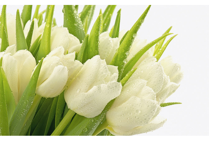 Фотообои «Цветы белых тюльпанов в каплях воды»