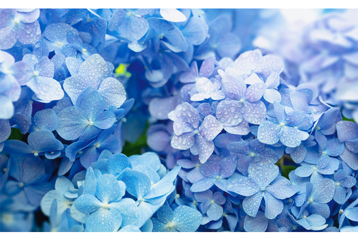 Фотообои «Голубая гортензия в каплях дождя»