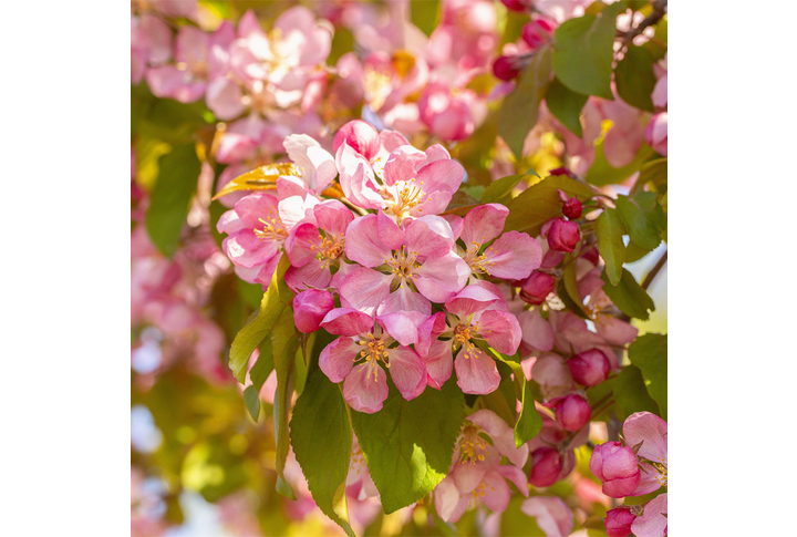 Фотообои «Розовые цветы яблони»