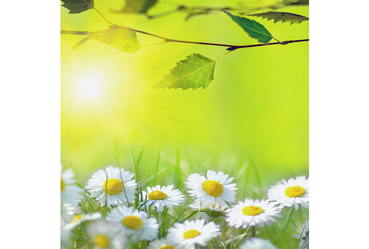 Фотообои «Летние ромашки»