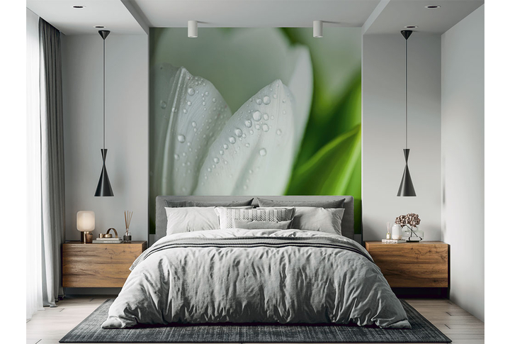 Фотообои «Белый тюльпан в росе» в интерьере