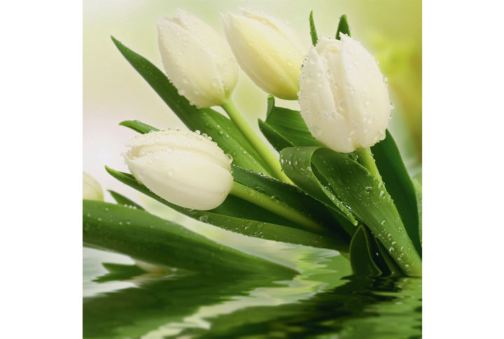 Фотообои «Белые тюльпаны над водой»
