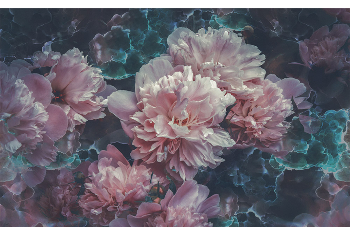 Фотообои «Ночные розовые пионы»