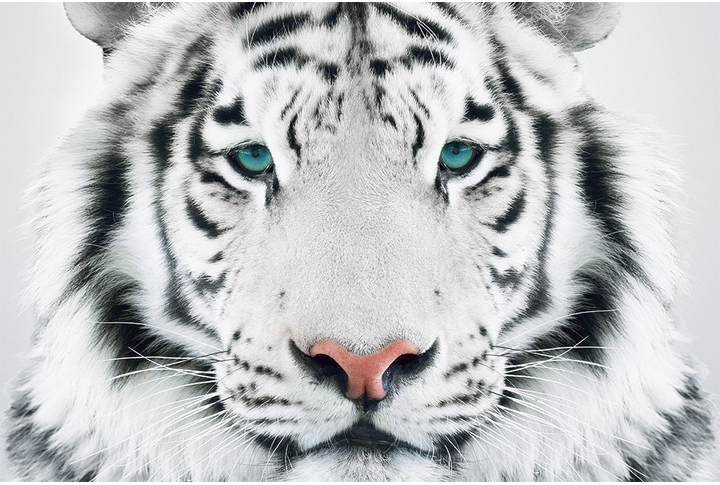 Фотообои «Белый тигр с бирюзовыми глазами»