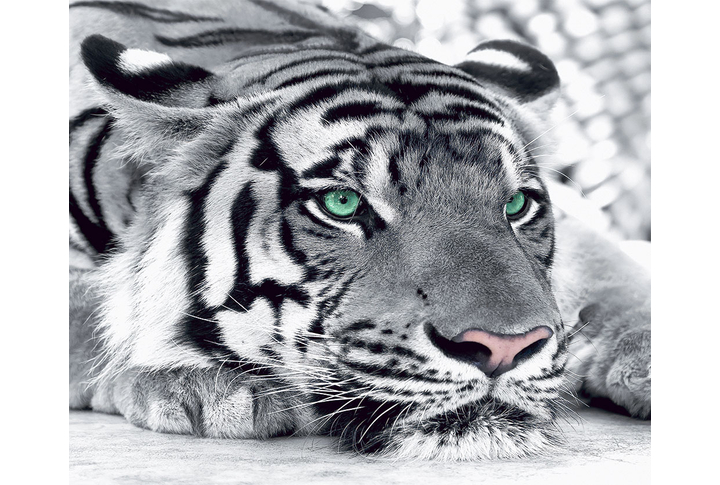 Фотообои «Черно-белый тигр с бирюзовыми глазами»