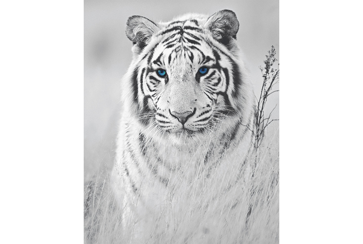 Фотообои «Синеглазый белый тигр»