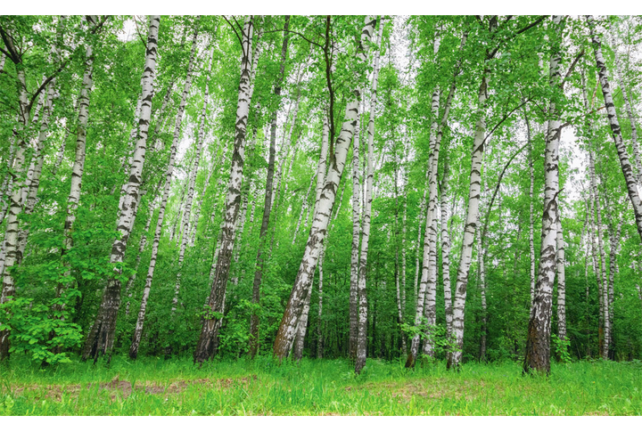 Фотообои «Березовая роща»