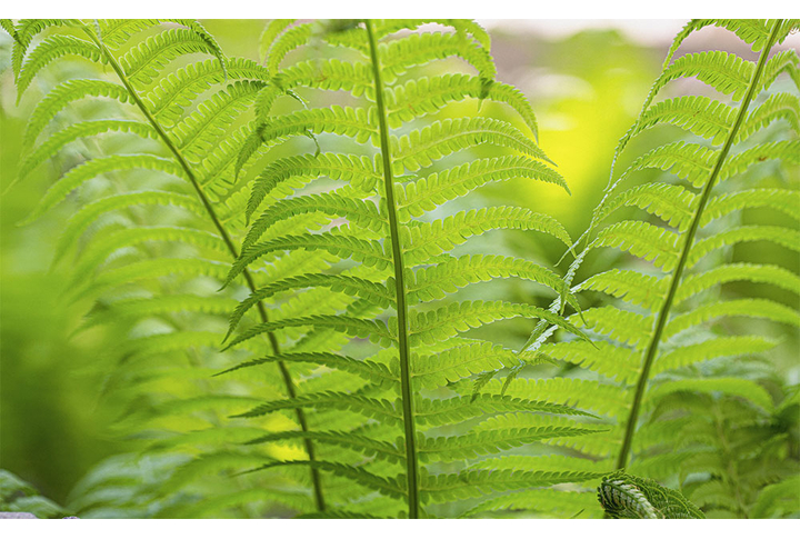 Фотообои «Листва папоротника»