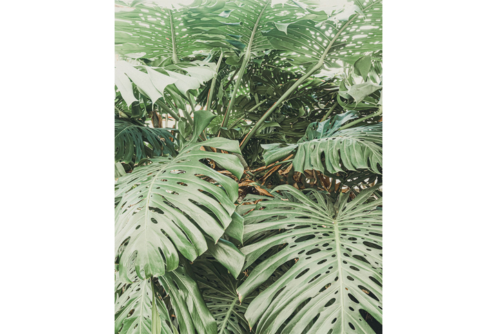 Фотообои «Монстера - большие тропические листья»