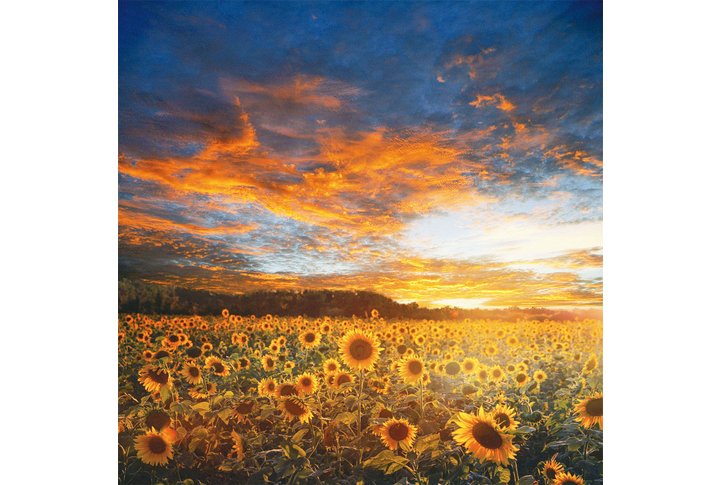 Фотообои «Подсолнухи в поле на закате»