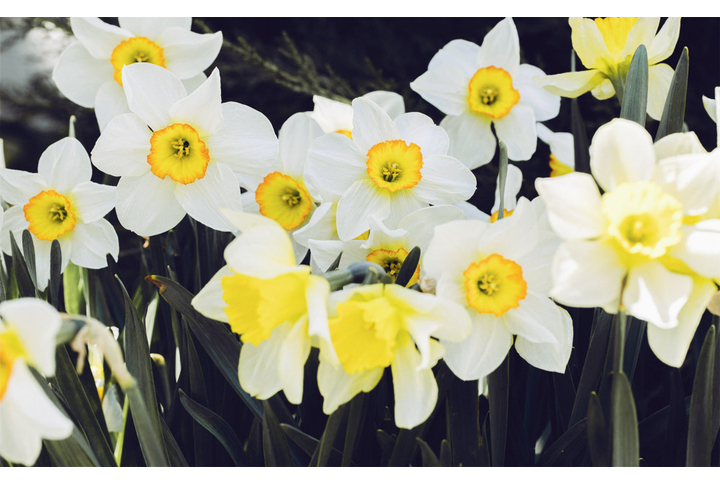 Фотообои «Яркие нарциссы»