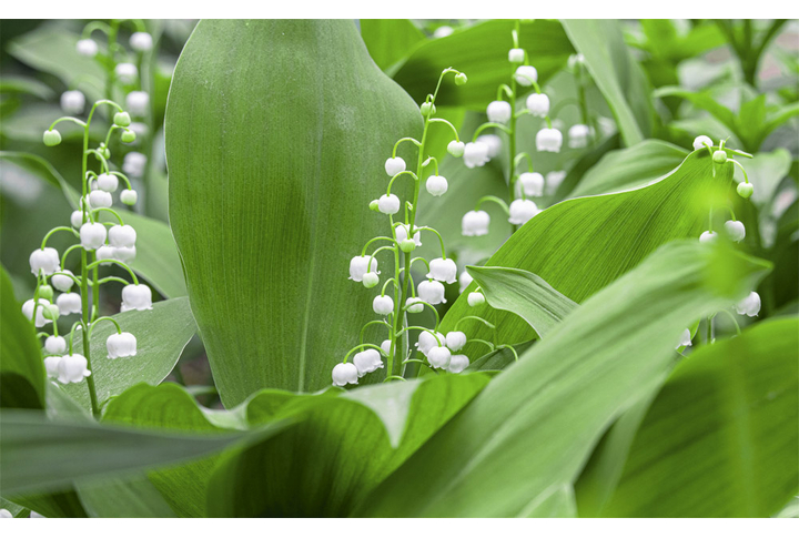 Фотообои «Ландыши в лесу»