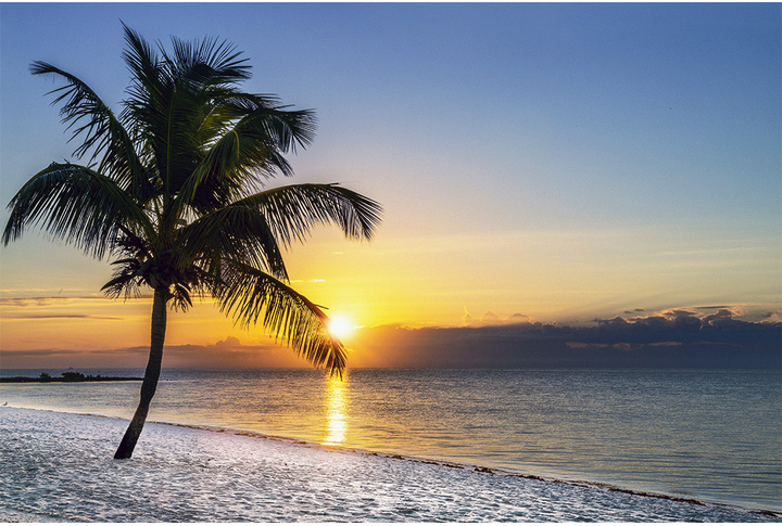 Фотообои «Пальма и закат на море»