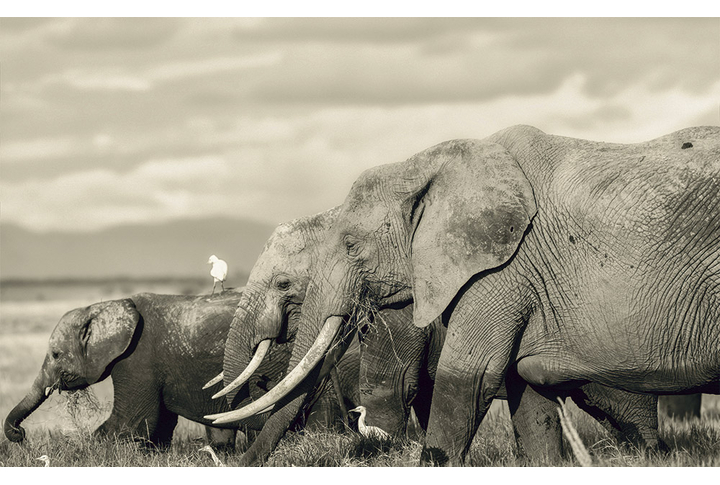 Фотообои «Слоны в Африке под сепию»