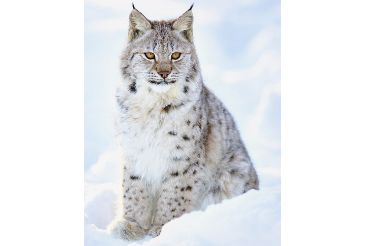 Фотообои «Рысь на снегу»