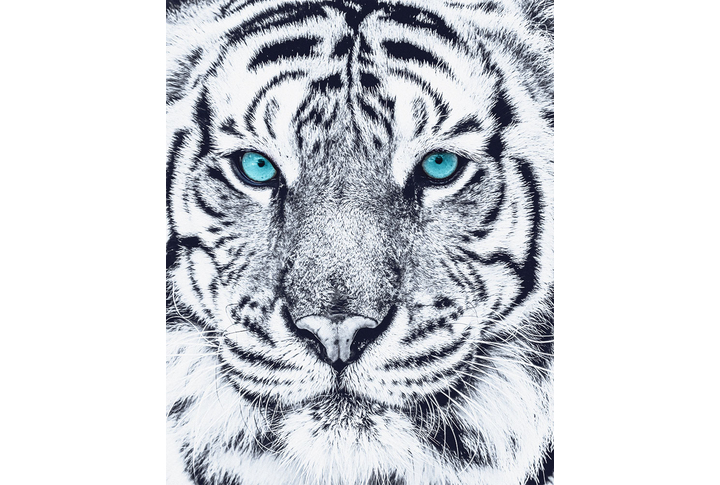 Фотообои «Черно-белый тигр с яркими глазами»