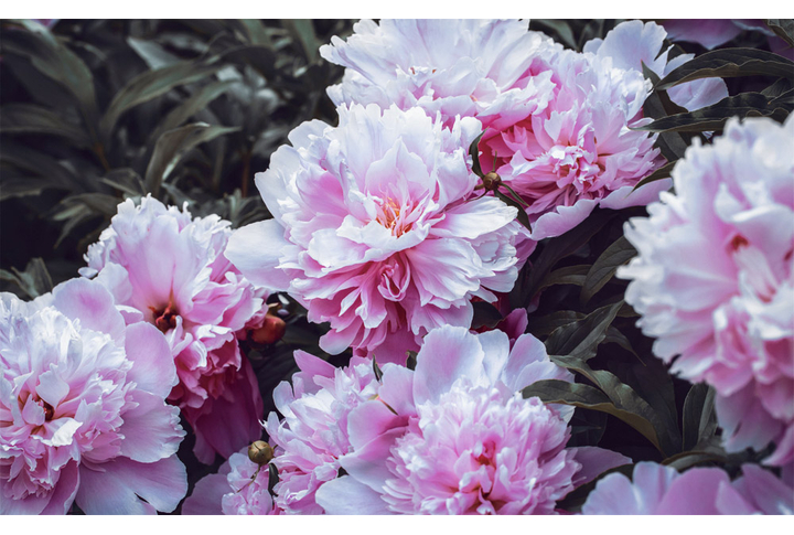 Фотообои «Крупные прекрасные пионы»