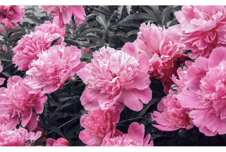 Фотообои «Яркие пионы в черно-белом»