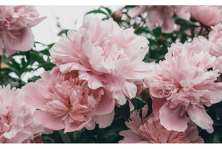 Фотообои «Нежные пионы винтаж»