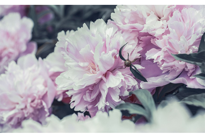 Фотообои «Розовые пионы»