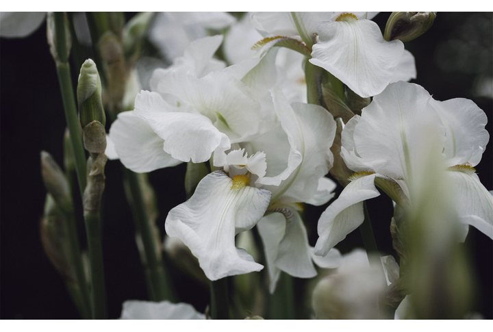Фотообои «Белые ирисы»