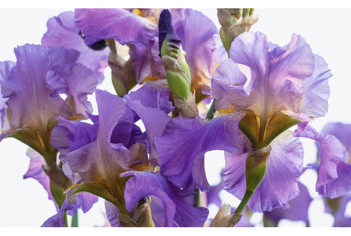 Фотообои «Ирисы на белом фоне»