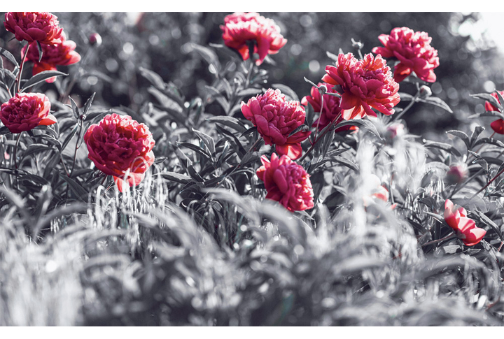 Фотообои «Пионы в черно-белом стиле»