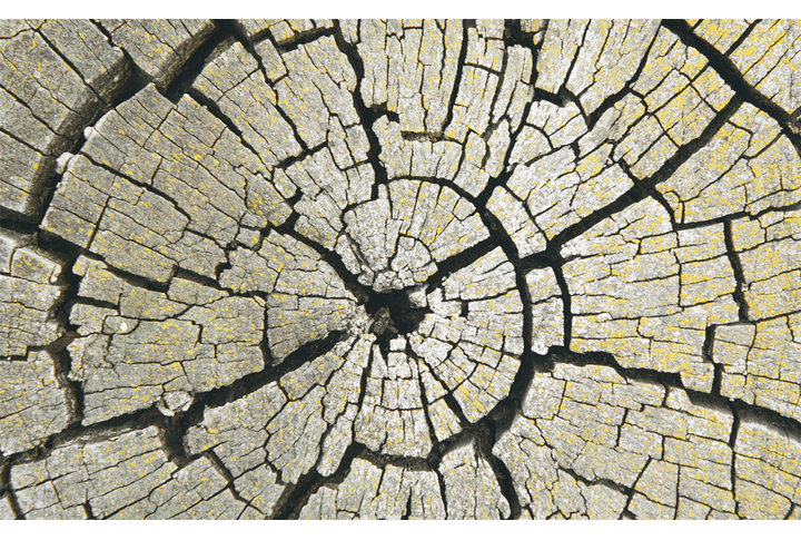 Фотообои «Спил старого дерева»