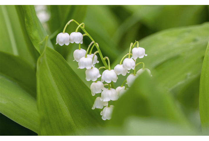 Фотообои «Ландыши крупным планом»