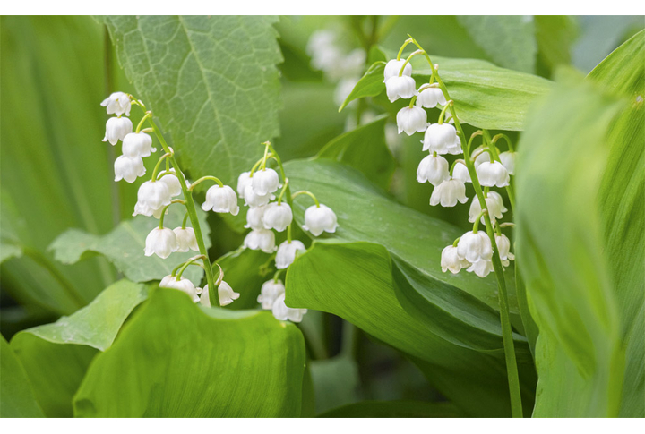 Фотообои «Ландыши в лесной траве»