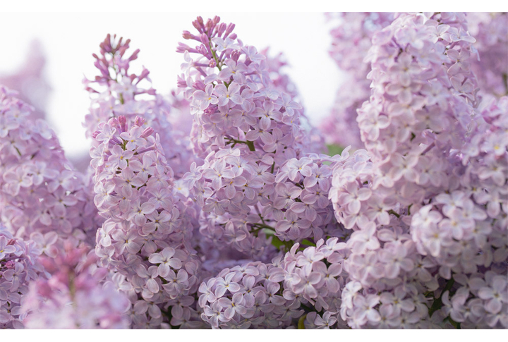 Фотообои «Сирень - нежность весны»