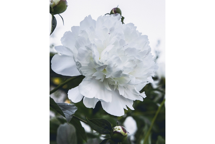 Фотообои «Белый цветок пиона»