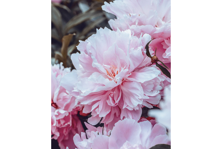 Фотообои «Большие цветы розовых пионов»