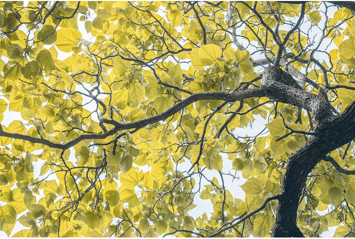 Фотообои «Крона дерева»