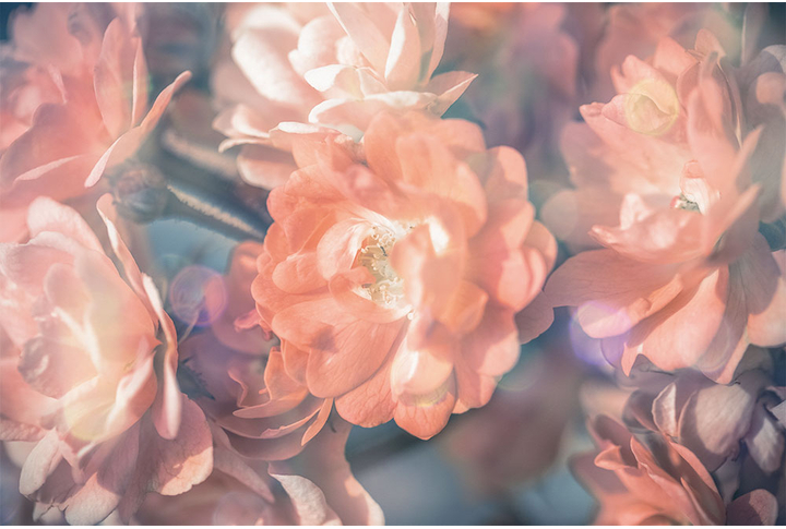 Фотообои «Розы в нежных тонах»