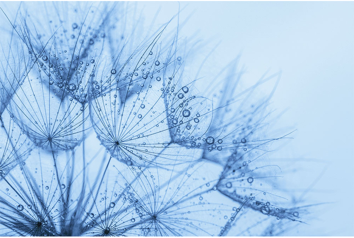 Фотообои «Зонтики одуванчика в каплях росы»