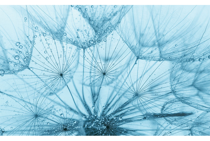 Фотообои «Нежные зонтики одуванчика»