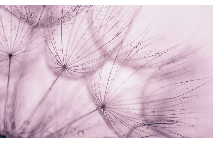 Фотообои «Одуванчики в розовых тонах»