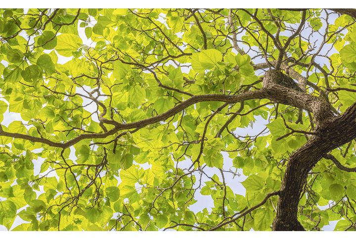 Фотообои «Зеленое дерево»