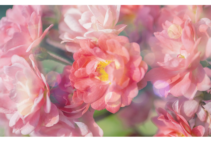 Фотообои «Розовые розы на солнце»