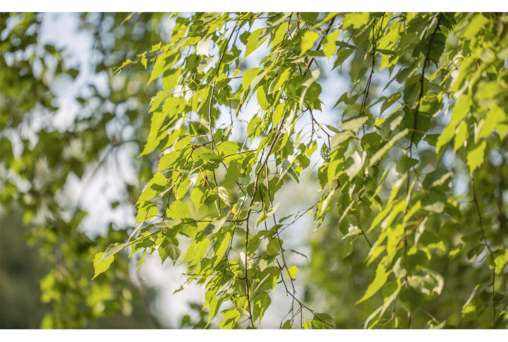 Фотообои «Ветки березы с молодой листвой»