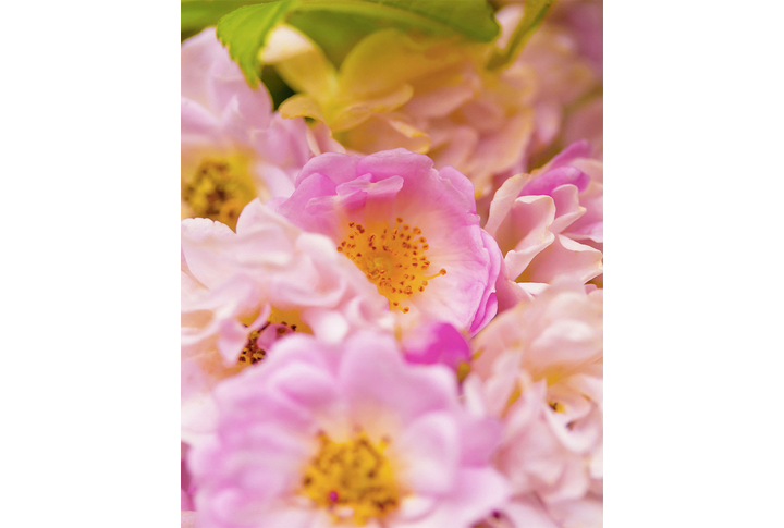 Фотообои «Крупные розы розового цвета»