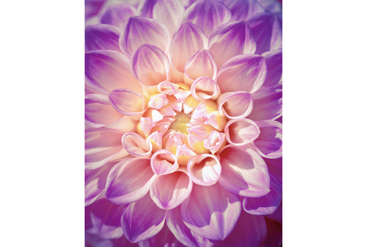 Фотообои «Кружево из лепестков георгины»