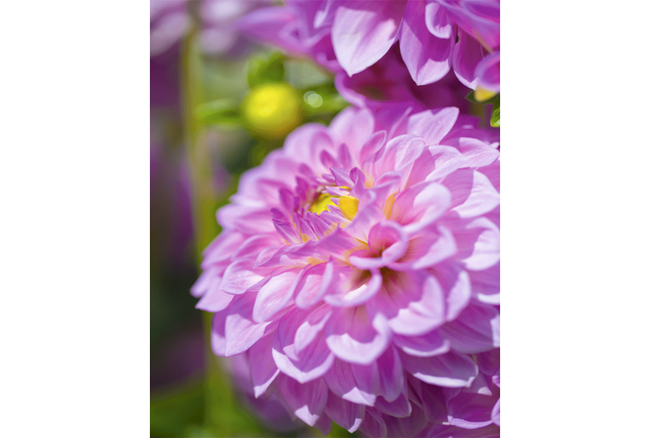 Фотообои «Нежные цветы георгины»