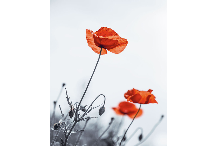 Фотообои «Алые маки в черно-белом»