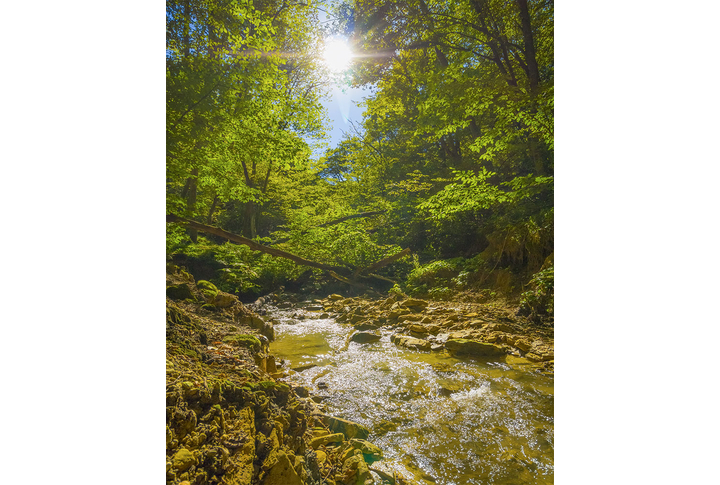 Фотообои «Утро в лесу и чистая речка»